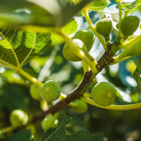 House In With Terrace, Air Conditioning, Wifi 3709-2 * Zrnovo