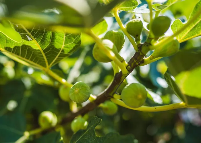 House In With Terrace, Air Conditioning, Wifi 3709-2 * Žrnovo