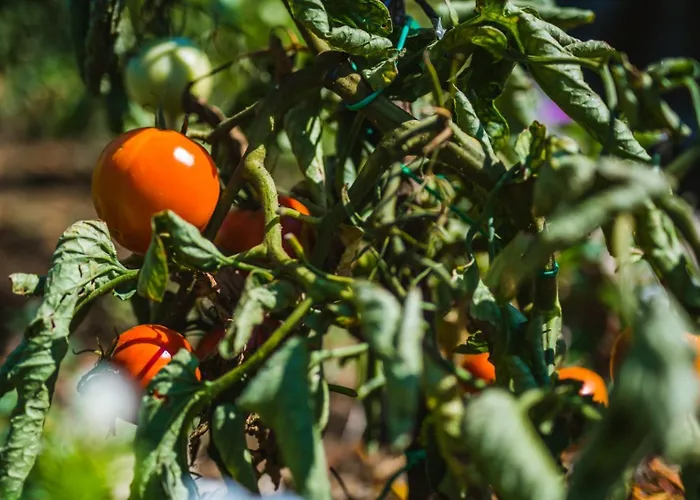 Nyaraló House In With Terrace, Air Conditioning, Wifi 3709-2